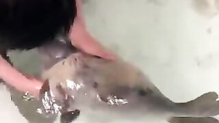 A seal pup being taught to swim by a keeper.