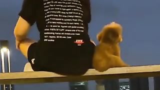 Dogs being misled by their owners.