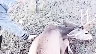 Deer who came with their friends to say thank you.