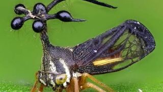 Treehopper