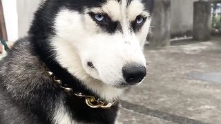 Stupid dog 2