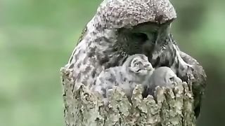 The owl take care baby