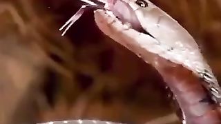 WOLD DANGER ANIMAL