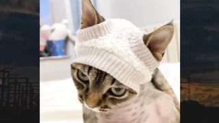 Cat funny 26