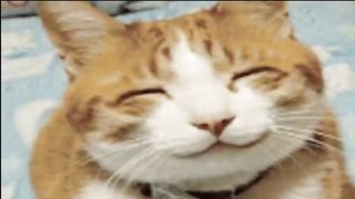 Cuantos años vive un gato