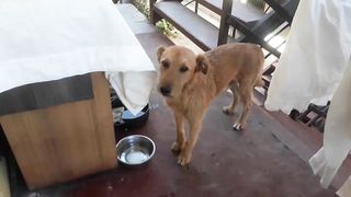 ¿Puedo tener un perro grande en un departamento?