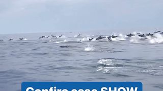 Dolphin in Ilhabela