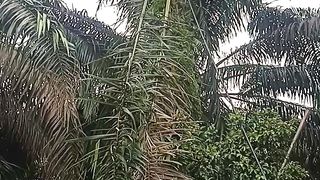 Panen sawit