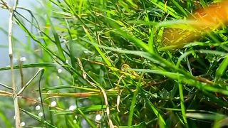 Feel Amazing Nature | Beautiful Relaxing Video | Peaceful Video | febspot