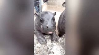 ???? Best of May 2023! Cute & Funny ANIMALS ???? You will laugh all day long! Pets, Domestic, Wild, Exotic