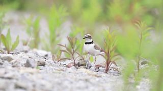 a little ringed plover