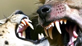 Animal war