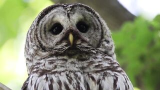 Barred Owl Flies at Camera