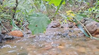 Kebunku menyembunyikan suasana cinematic