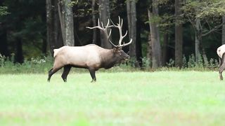 Elk Bugle