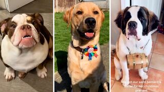Try Not To Laugh Animals ???? Funniest Cats and Dogs ???????? #8 Best Funny Animal Videos 2023