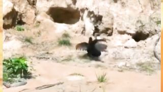 aksi seekor induk ayam yang menyelamatkan anaknya dari serangan elang