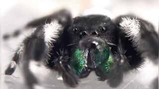 Regal jumping spider wipes water off of his face and then drinks it