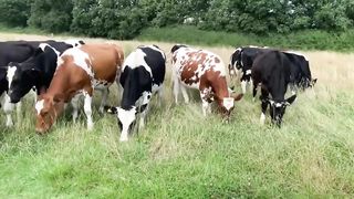 What to do about the escaped cows