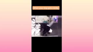 Tiktok Compilation ????These Funny Dogs Will Make You Laugh In 10 Seconds ????