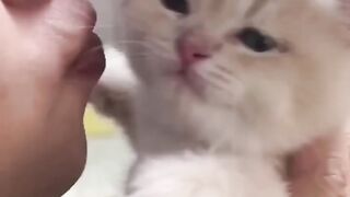 Crazy Cat Antics: Laugh Out Loud at the Funniest Cats of 2023!