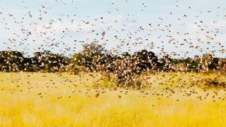 Colorful Wild Life Animals Collection | Nature Beauty | Calming Video | Febspot