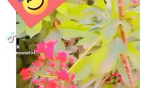 Flowers 2 2