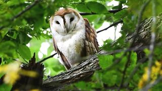Barn Owl tilting its head
