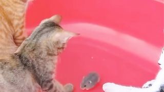 three cats mauling a mouse????????????