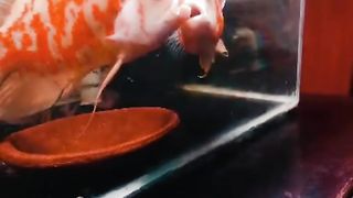 Ikan hias 2