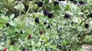 Chaines bayberry