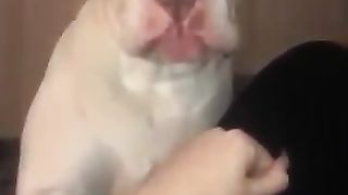 Animals Memes laught