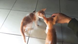 cute kittens fighting for milk on the pacifier????