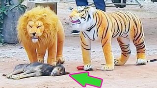 Funny Cats and Dogs Videos ???? - Funniest Animal Videos 2023! 2