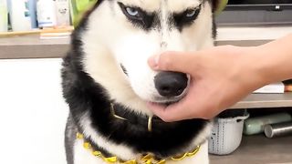 Stupid dog???? 2