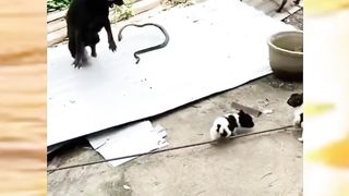 seekor ular yang di keroyok segerombolan AN**NG