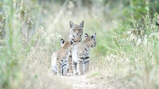 Bobcat with her kittens