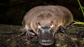 Platypus
