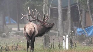 Pennsylvania Elk Bugling