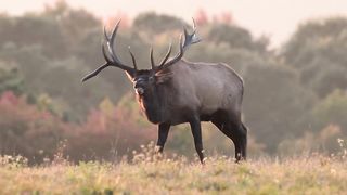 Bull Elk Challenging Another in Pennsylvania