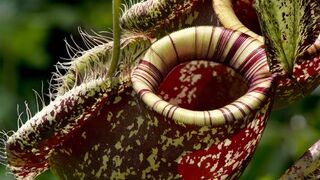 Nepenthes