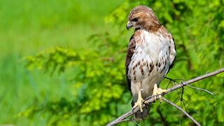 Red tail hawk with Tamron