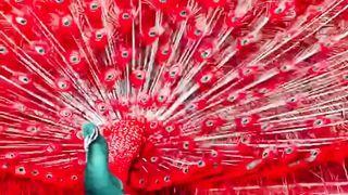 Beautiful  video ????????power of powerful ????#shortsfeed #youtubeshorts #viral #whatsapp # #foryou