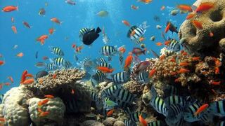 we call sea fish by giving them bread