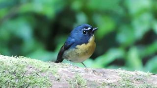 beautiful bird 6