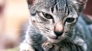 beautiful cats