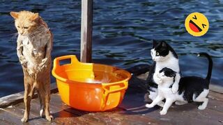 New funy animals