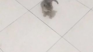 Animal lovers 442