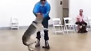 Can This Dog Be Tamed__ The Dog Daddy