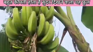 Benefits of banana flower in hindi